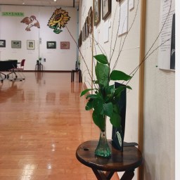 個展　野草展示