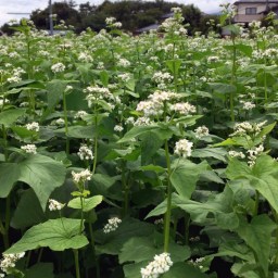 「そば国のたんを切りつつ ………」そばの花