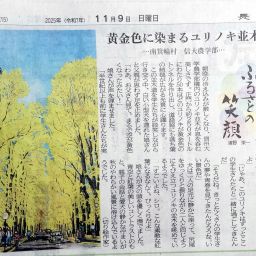 信州大学農学部を彩る黄金色のユリノキ並木